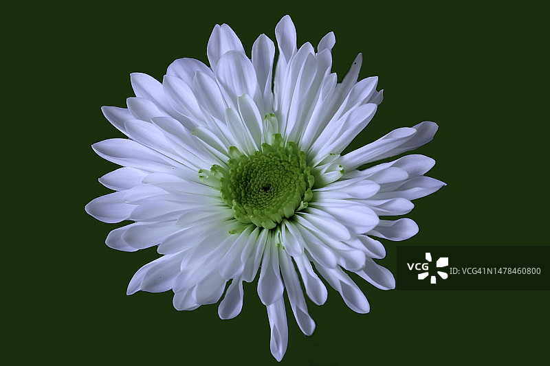 美国亚利桑那州尤马黑色背景上的白色雏菊特写图片素材