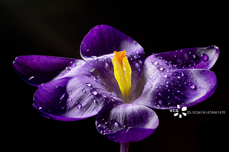 德国黑色背景下的湿紫色花朵特写图片素材