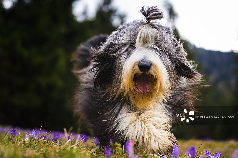牧羊犬在田野上的特写图片素材