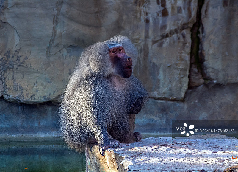 突尼斯动物园的阿拉伯狒狒图片素材