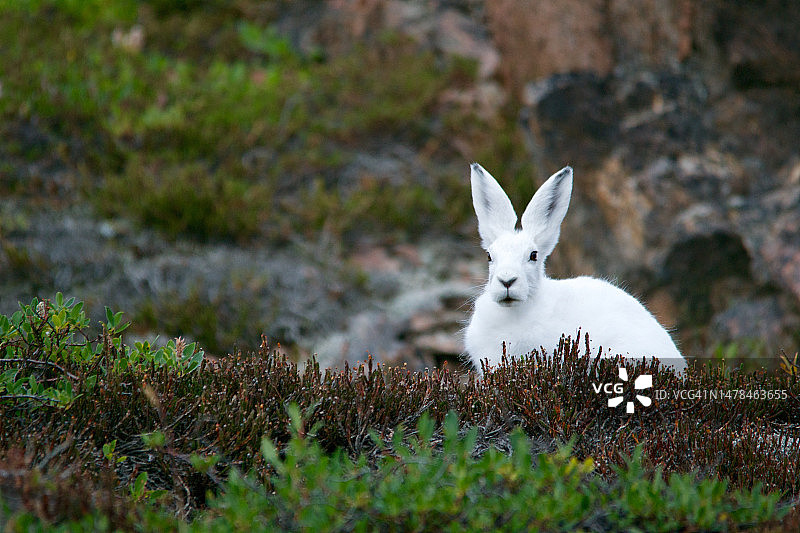 马来西亚白天棕色和绿色草地上的白色兔子图片素材