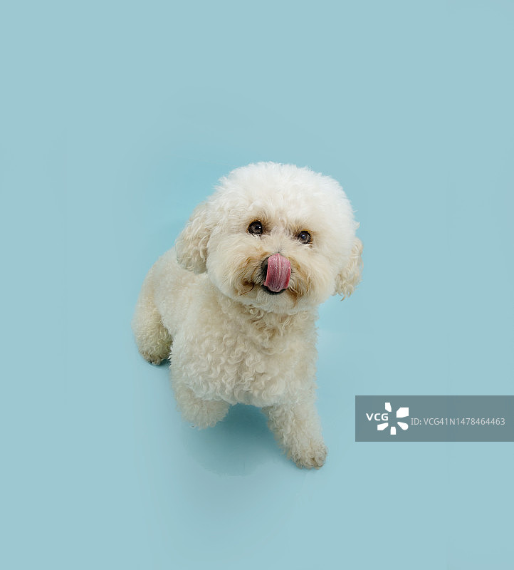 饥饿的夏季贵宾犬抬头舔嘴唇（西班牙赫罗纳）图片素材