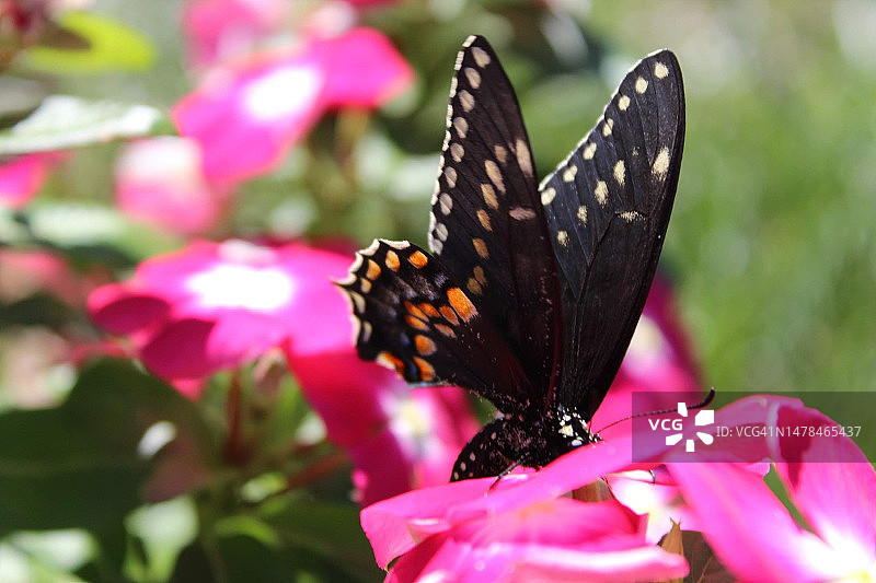 蝴蝶在美国粉色花朵上采蜜特写图片素材