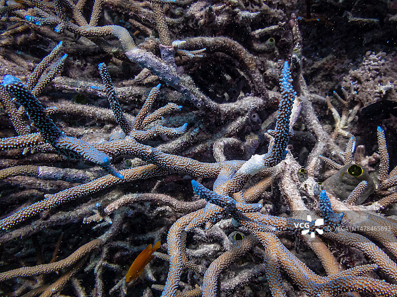 渔网特写，哈迪礁，澳大利亚图片素材
