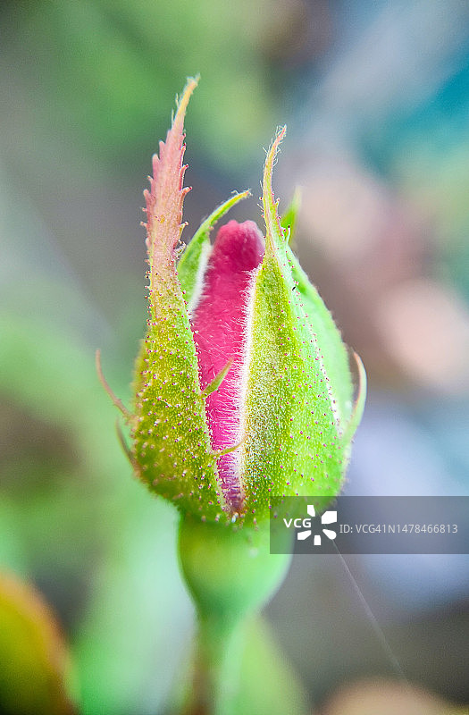粉色花骨朵特写图片素材