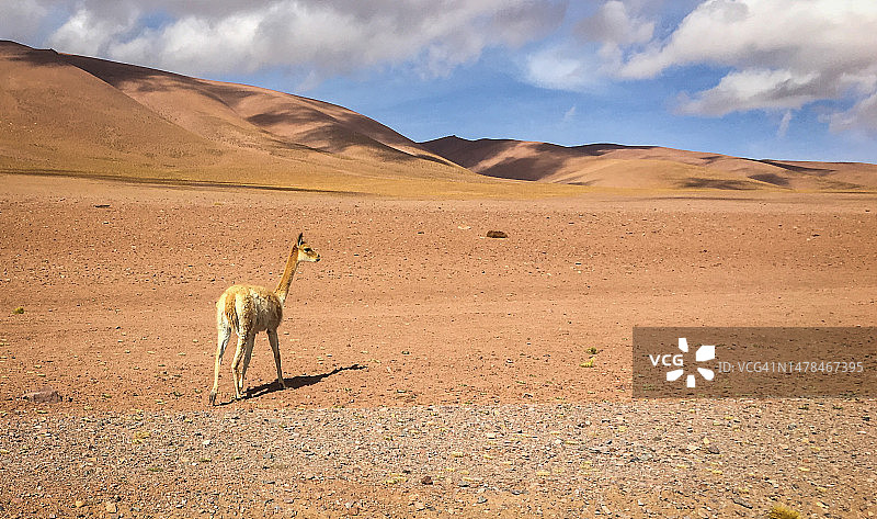 玻利维亚圣巴勃罗沙漠中的骆驼侧面像图片素材