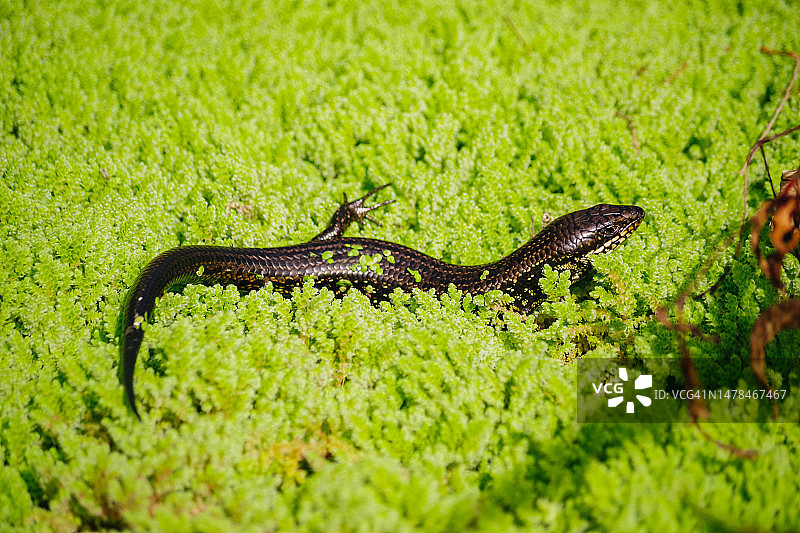 蛇眼，西澳大利亚瑟平斯湖图片素材