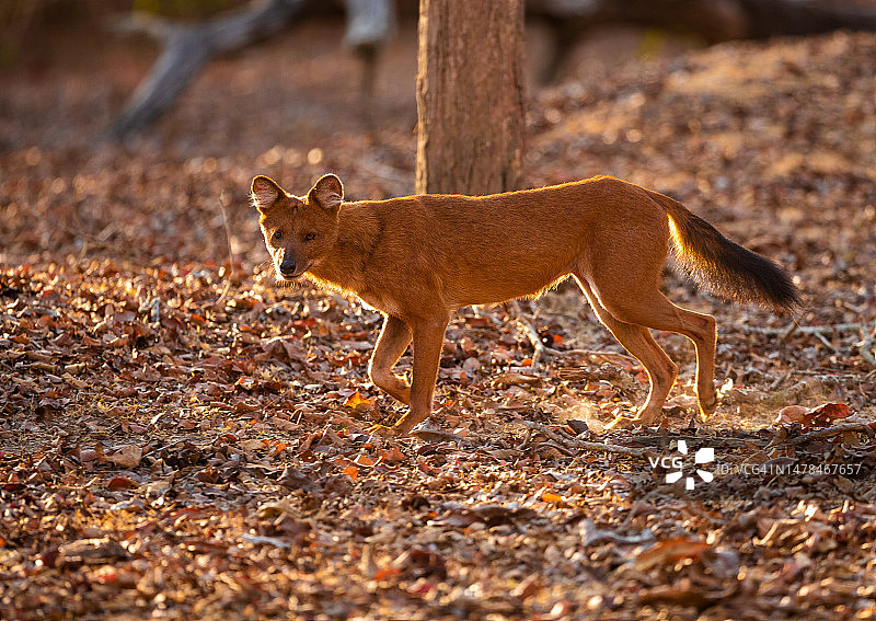狐狸站在田野上的侧视图图片素材