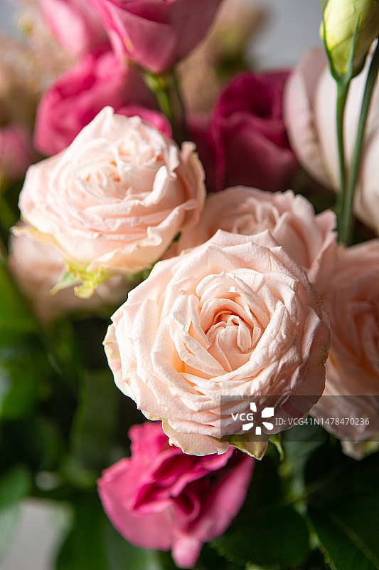 花蕾与茂盛玫瑰花束，背景虚化图片素材