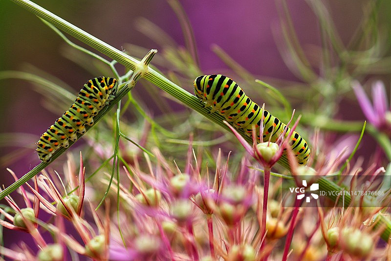 昆虫在植物上的特写图片素材
