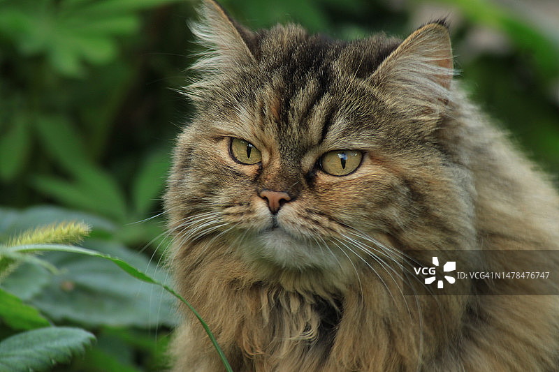 猫的特写肖像，俄罗斯车里雅宾斯克州车里雅宾斯克图片素材