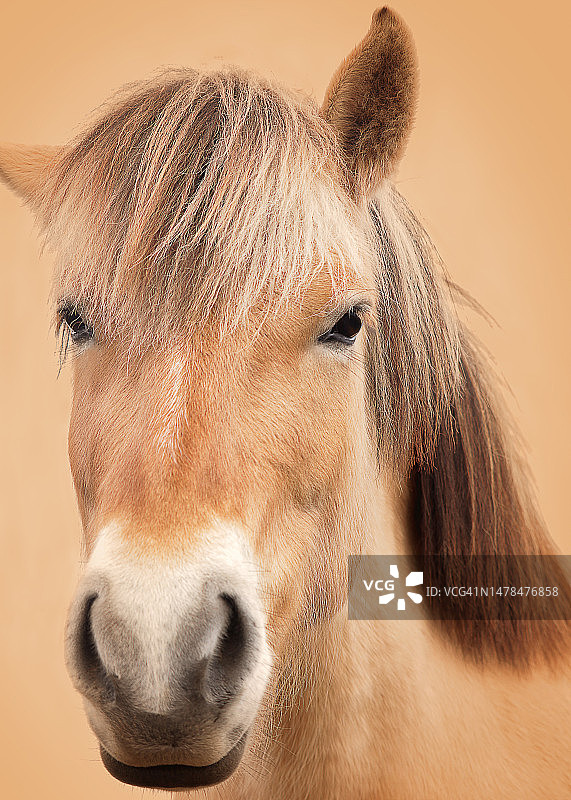 棕色背景下的棕色小马特写图片素材