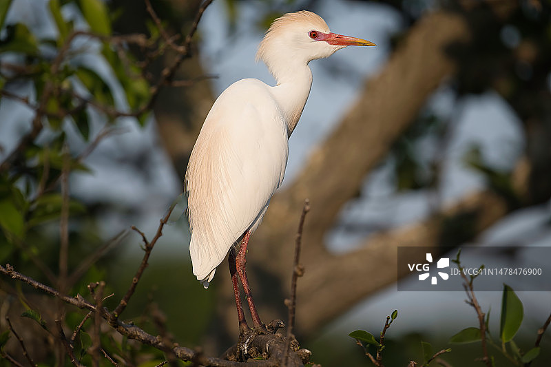 白鹭栖息在树上的特写，美国佛罗里达州德尔雷海滩图片素材