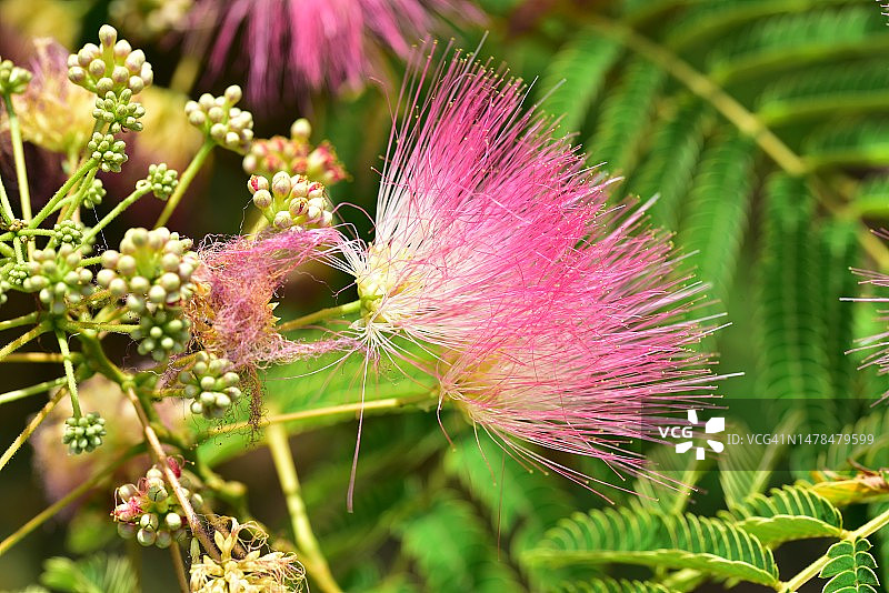 在塞尔维亚，我的花园里，非常漂亮的五颜六色的夏日花朵图片素材