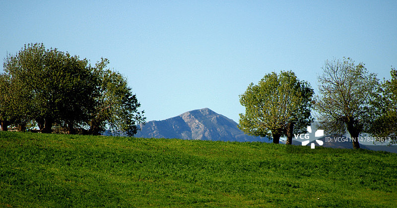 阿尔及利亚的树木和晴朗的天空图片素材