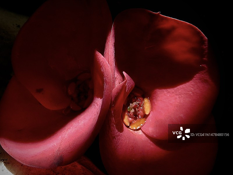 墨西哥红色玫瑰花特写图片素材