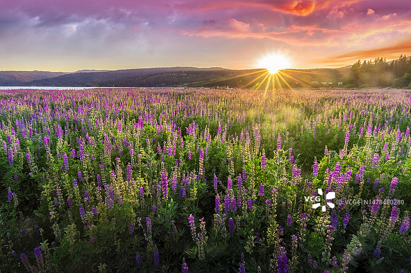 日落时分太浩湖薰衣草田的景色，美国图片素材
