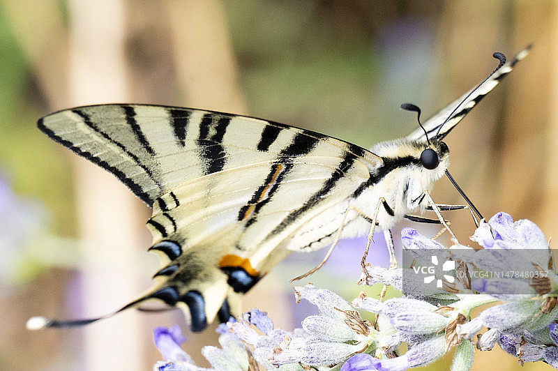 夏日花朵上的蝴蝶特写图片素材