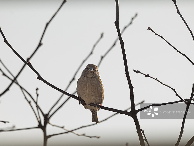 仰视角度拍摄的栖息在光秃秃的树上的歌雀，法国弗莱克斯兰登，背景是天空图片素材