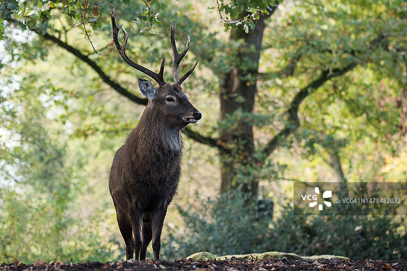 站在德国诺德霍恩动物园森林里的小鹿图片素材