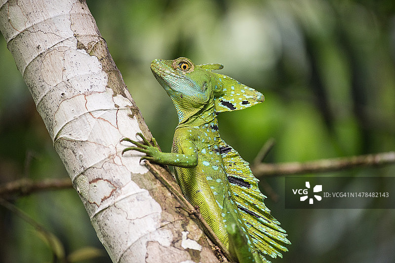 树干上的蜥蜴特写，哥斯达黎加图片素材