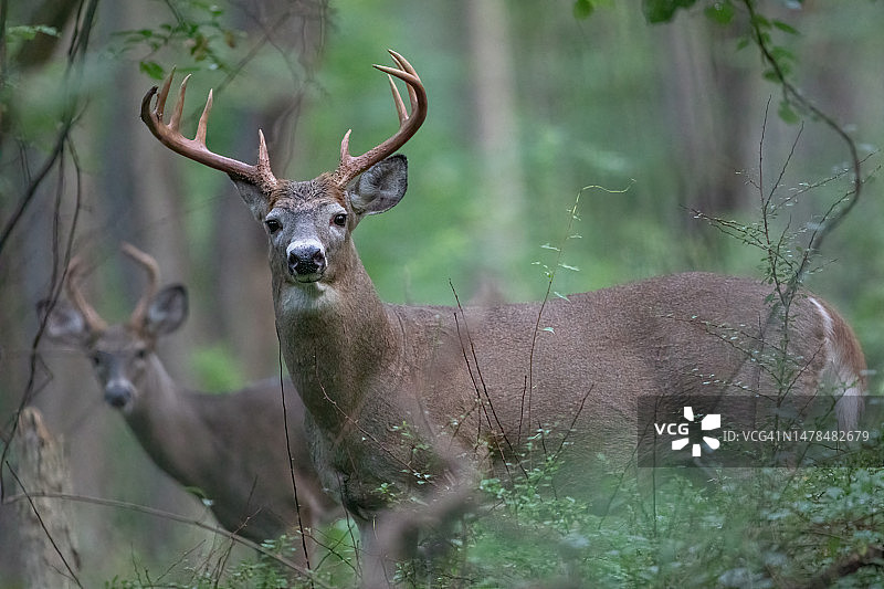 美国康涅狄格州东哈特福德田野上的白色站立肖像图片素材