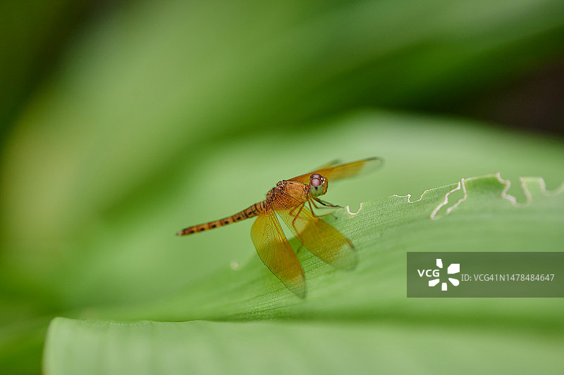 泰国沙敦绿叶上蜻蜓栖息的特写图片素材