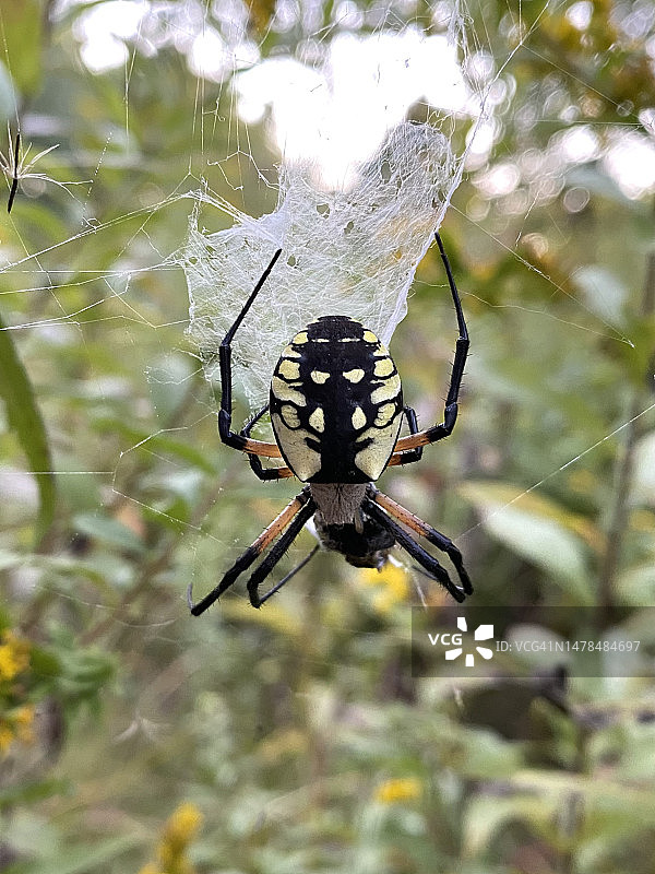 喂食花园蜘蛛，美国马萨诸塞州韦尔斯利图片素材