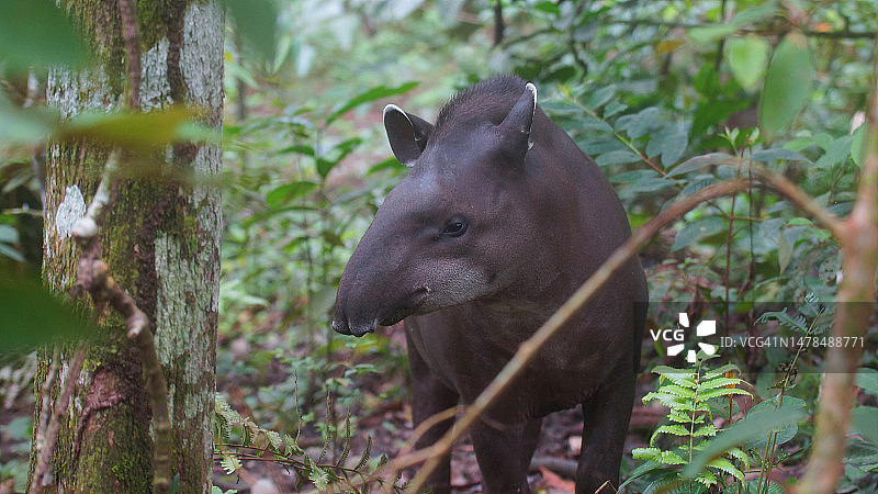 貘的丛林背景正面图，学名：Tapirus terrestris，厄瓜多尔图片素材