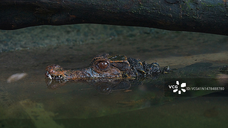 眼镜凯门鳄，学名Paleosuchus trigonatus，厄瓜多尔图片素材