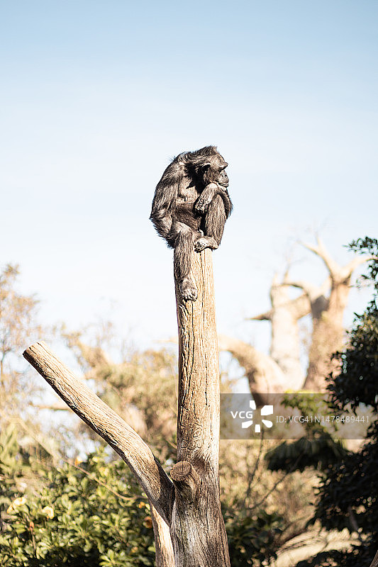 坐在树干顶部的黑猩猩，若有所思图片素材