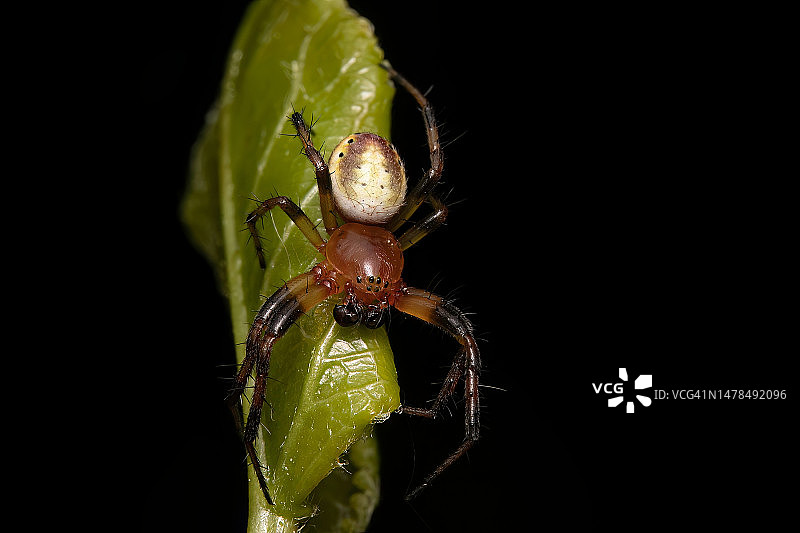 黑色背景下树叶上的昆虫特写，加拿大肖尼根图片素材