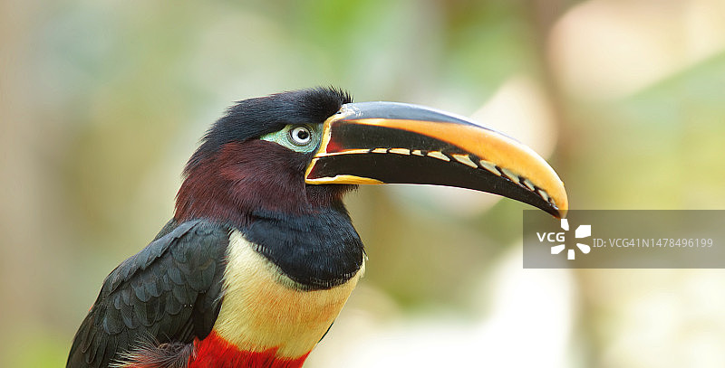 厄瓜多尔亚马逊巨嘴鸟侧面照图片素材
