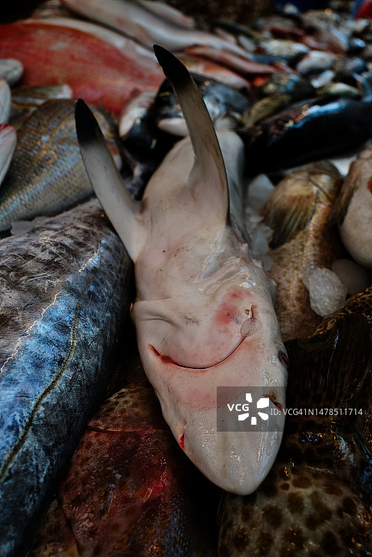 阿布扎比的鱼市场图片素材