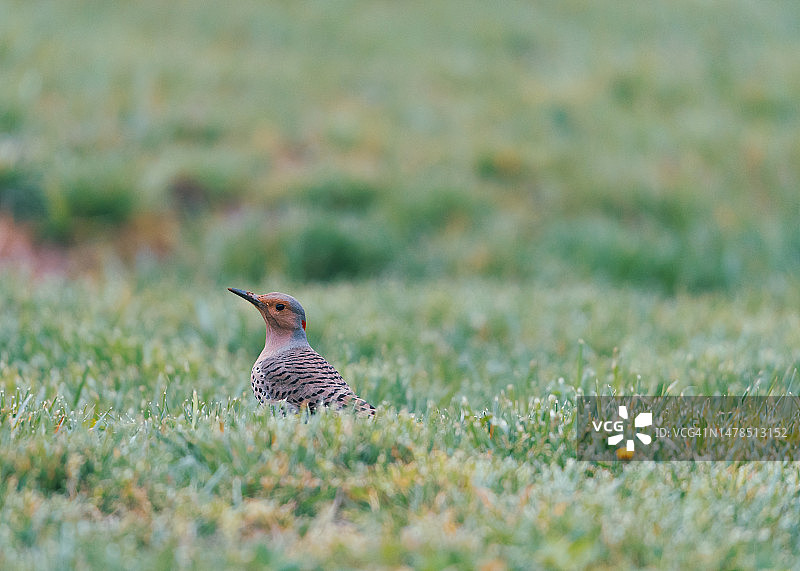 鸻科鸟类栖息在草地上的特写图片素材