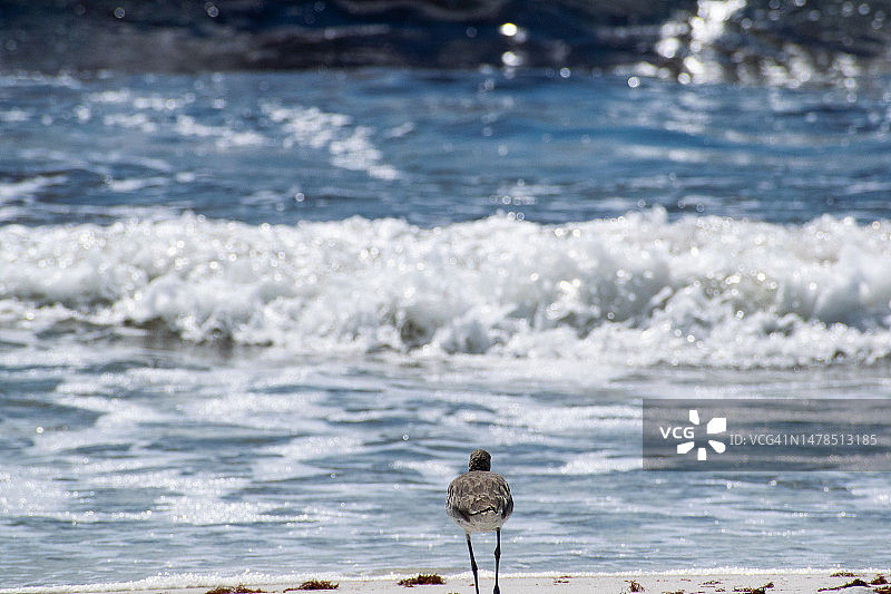 近景：海鸥栖息在海滩岸边，美国佛罗里达州朗博特基图片素材