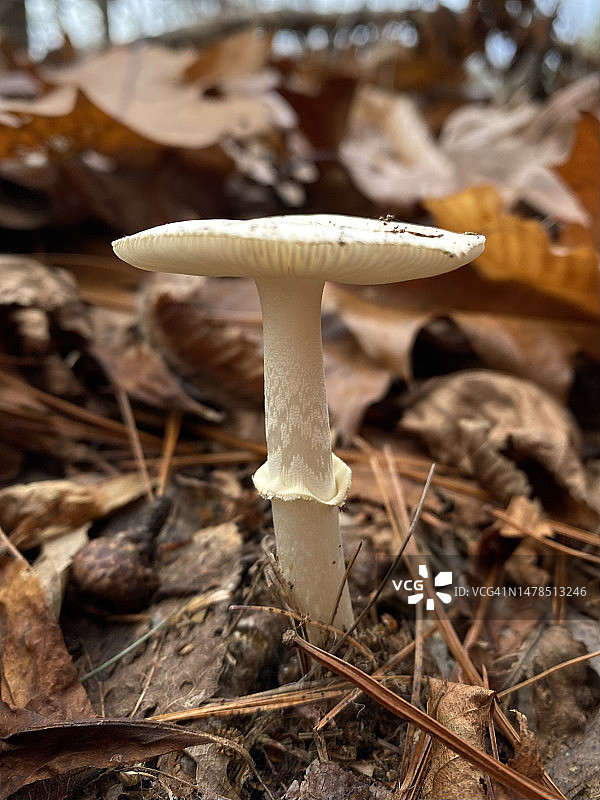 北美东部毁灭天使鹅膏菌，美国马萨诸塞州图片素材