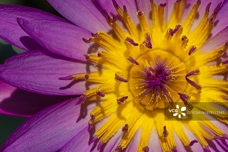 黄色花朵特写，马来西亚八打灵再也图片素材