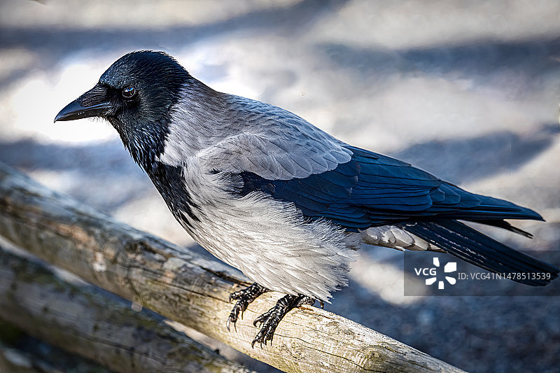 栖息在木头上的乌鸦特写，斯德哥尔摩，瑞典图片素材