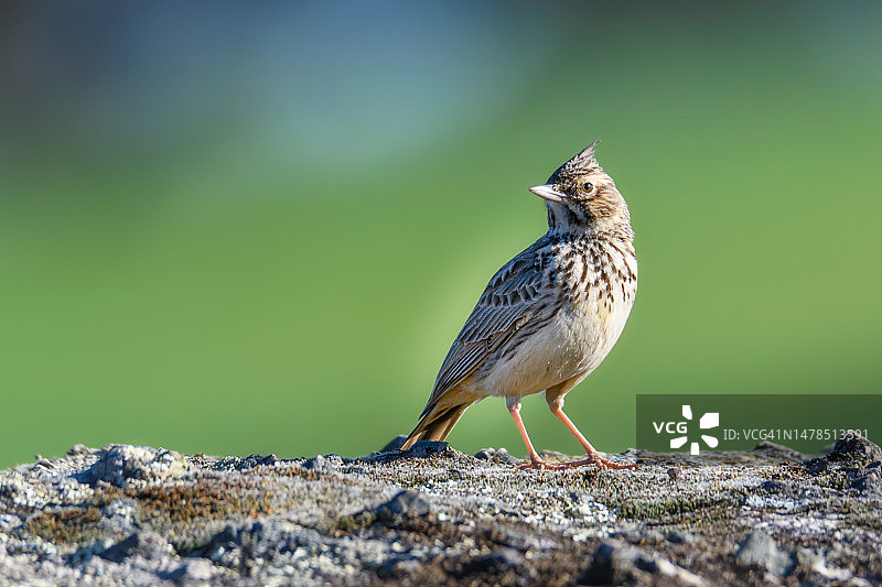 栖息在岩石上的鸣禽特写，西班牙图片素材