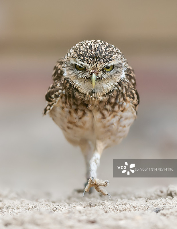沙地上栖息的小猫头鹰特写图片素材