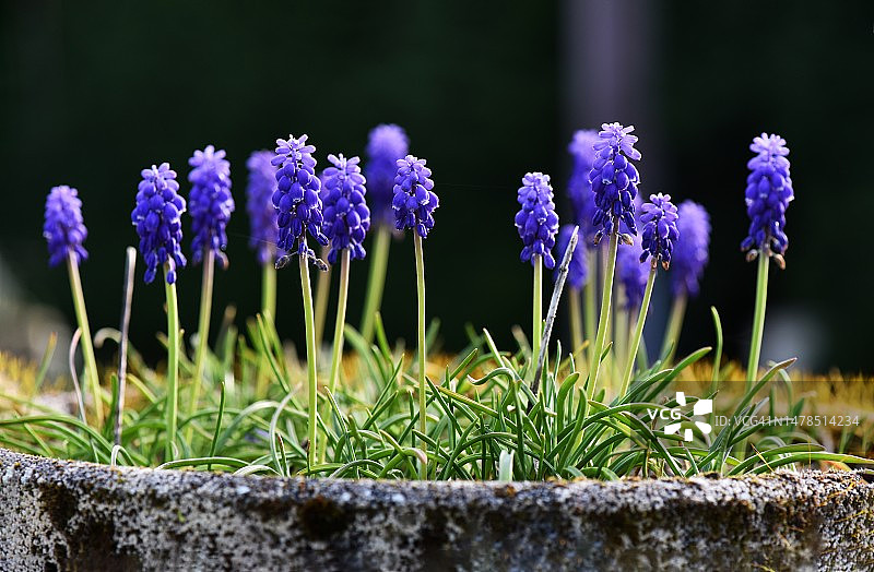 法国田野中的紫色番红花特写图片素材