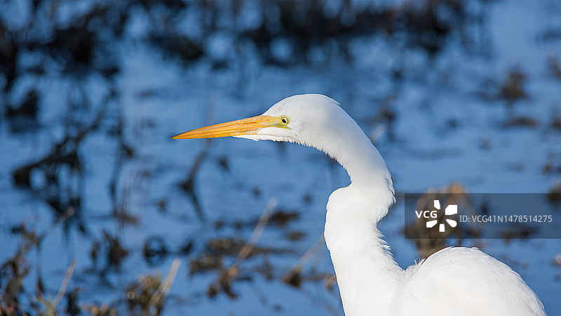美国加利福尼亚州弗里蒙特市的白鹭特写图片素材
