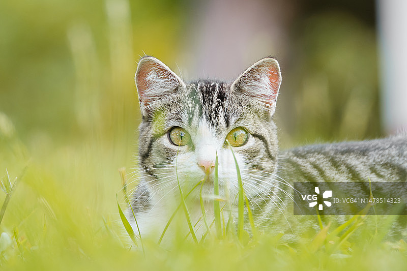 哥伦比亚草地猫咪特写肖像图片素材