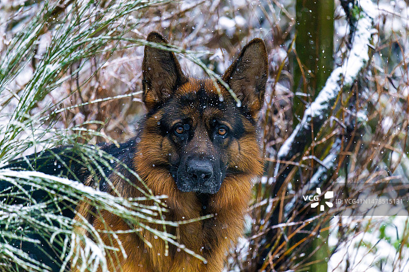 我的德国牧羊犬在雪地里看起来很高兴，明亮的眼睛注视着镜头，荷兰图片素材