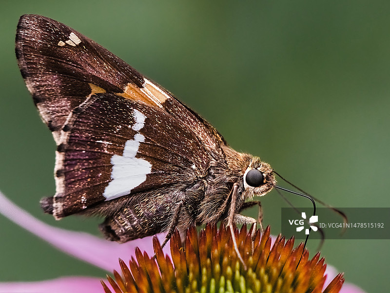 美国纽约：粉色花朵上的银斑弄蝶图片素材
