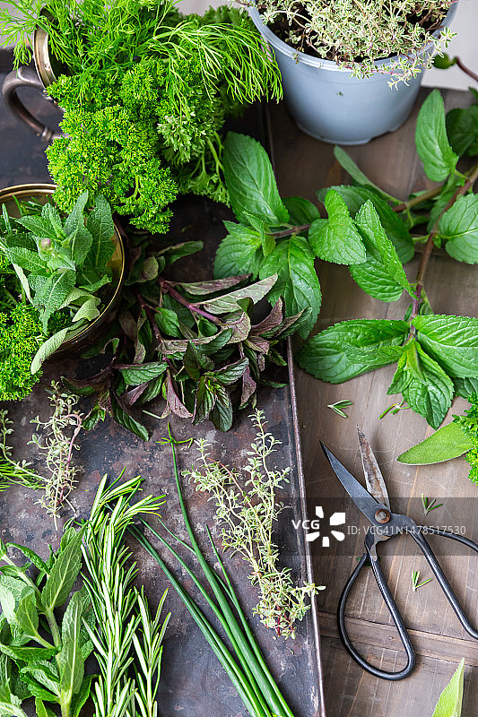 大量新鲜绿色烹饪用草本植物图片素材
