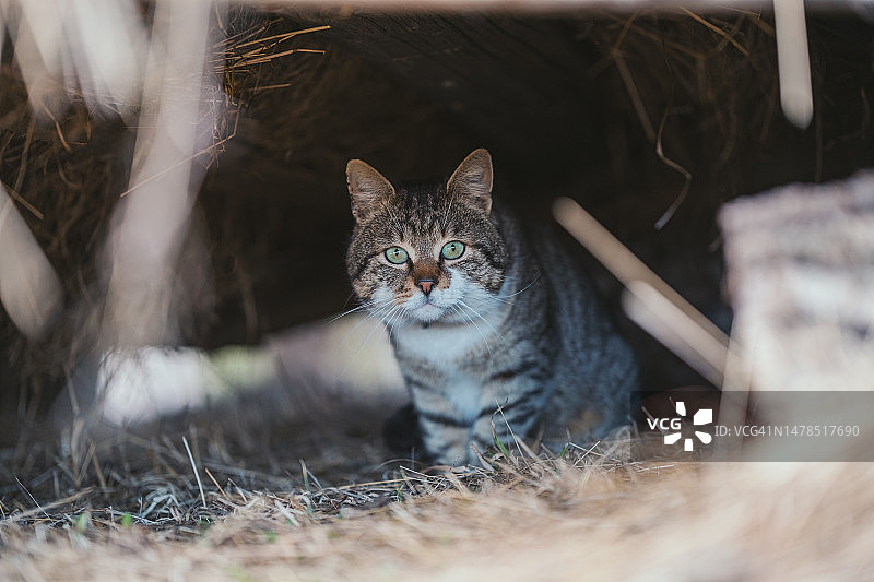 猫咪坐在田野里，罗马尼亚图片素材