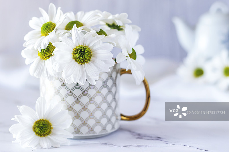 克罗地亚桌子上白色雏菊花特写图片素材