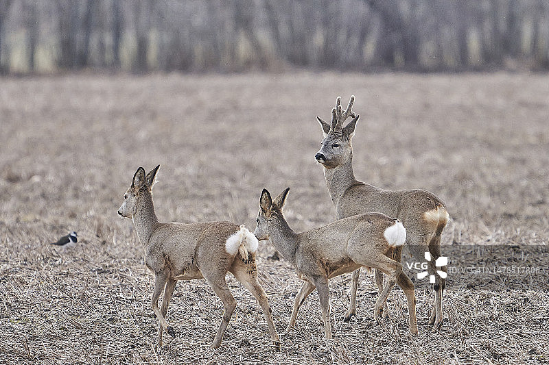 爱沙尼亚田野上站立的狍鹿高角度景观图片素材